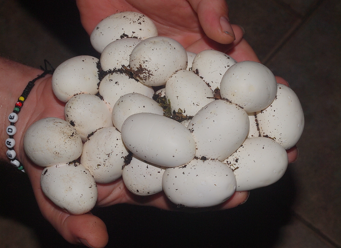 Odebraná snůška vajec užovky amurské. Foto Jaroslav Zelinka