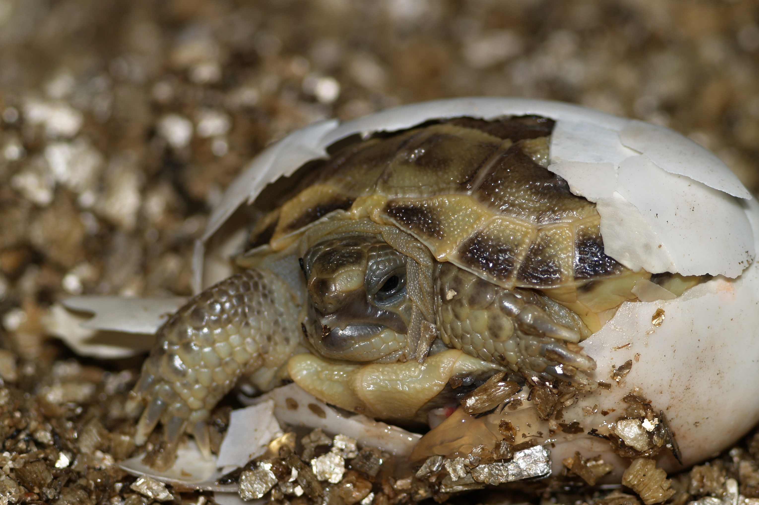 Malá želvička se snaží dostat z vajíčka.  Foto Jaroslav Zelinka