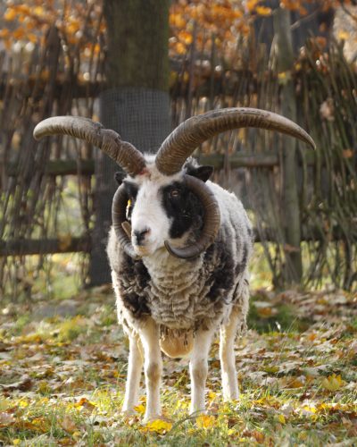 ovce-jakobova