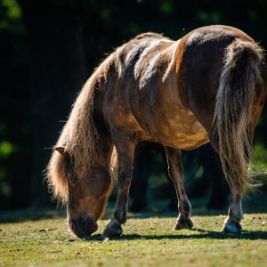 Pony shetlandský