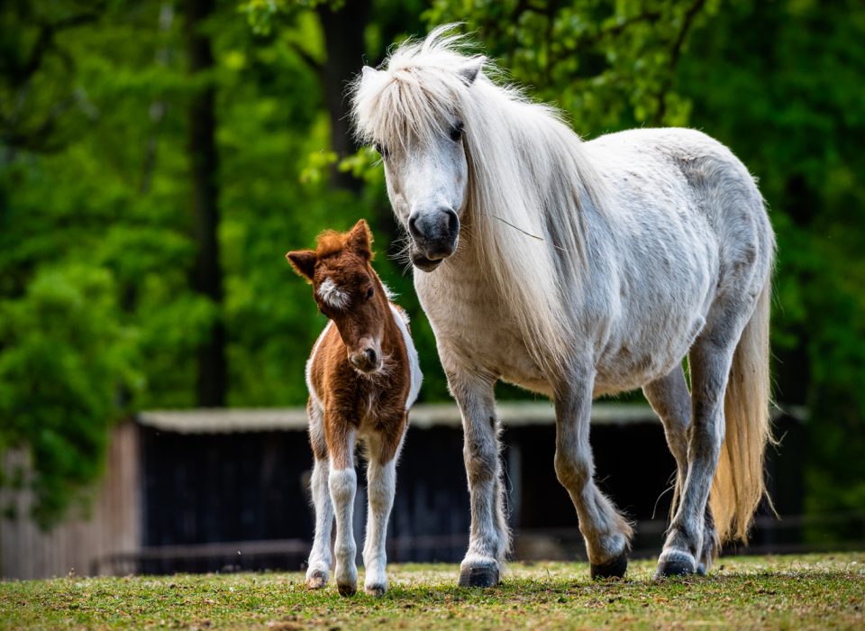 Pony shetlandský