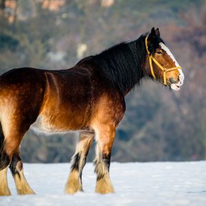Kůň domácí – shirský