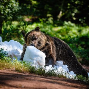 Sníh jako enrichment u medvědů hnědých
