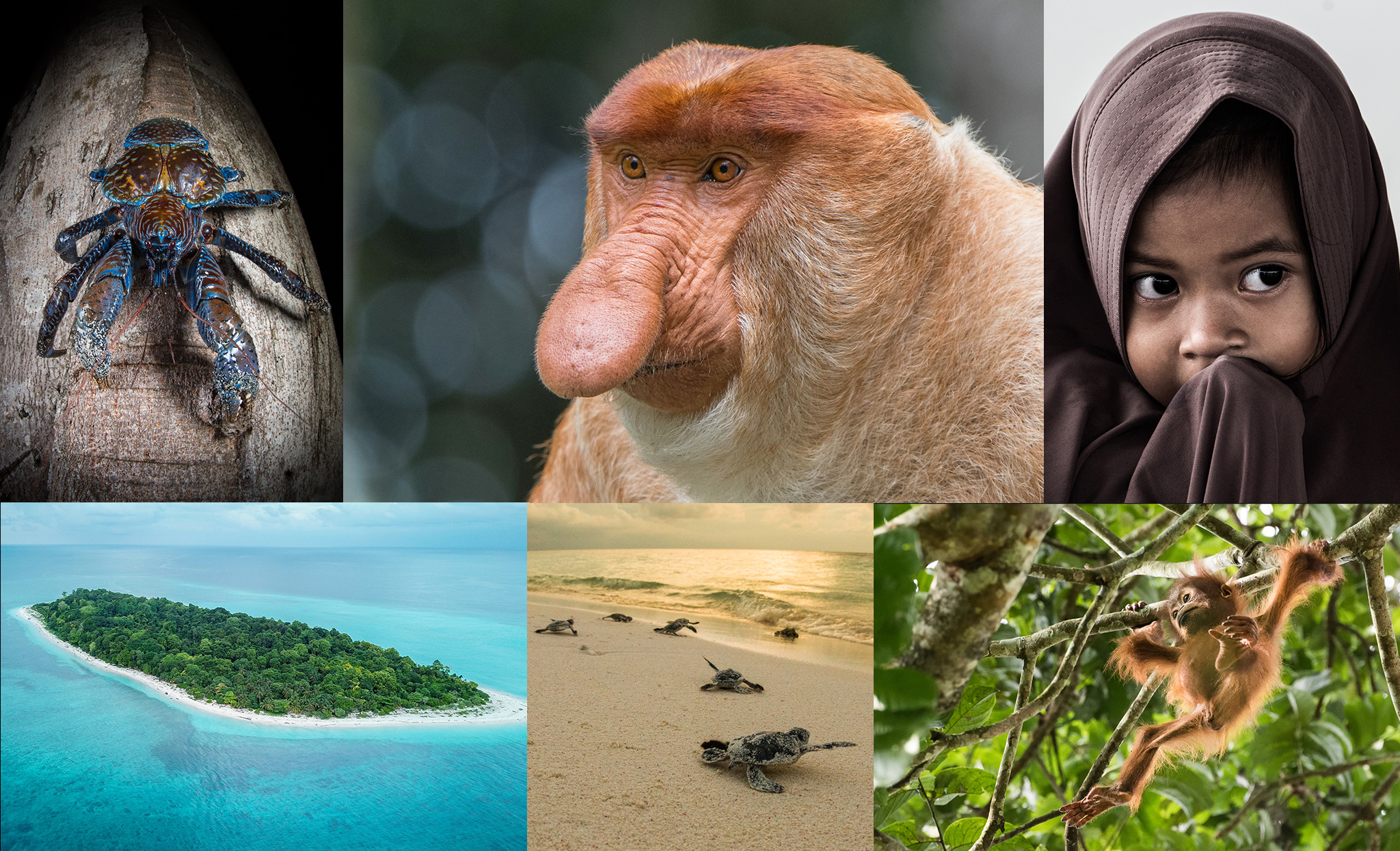 Prednasky_kolaz_Borneo