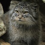 Manul