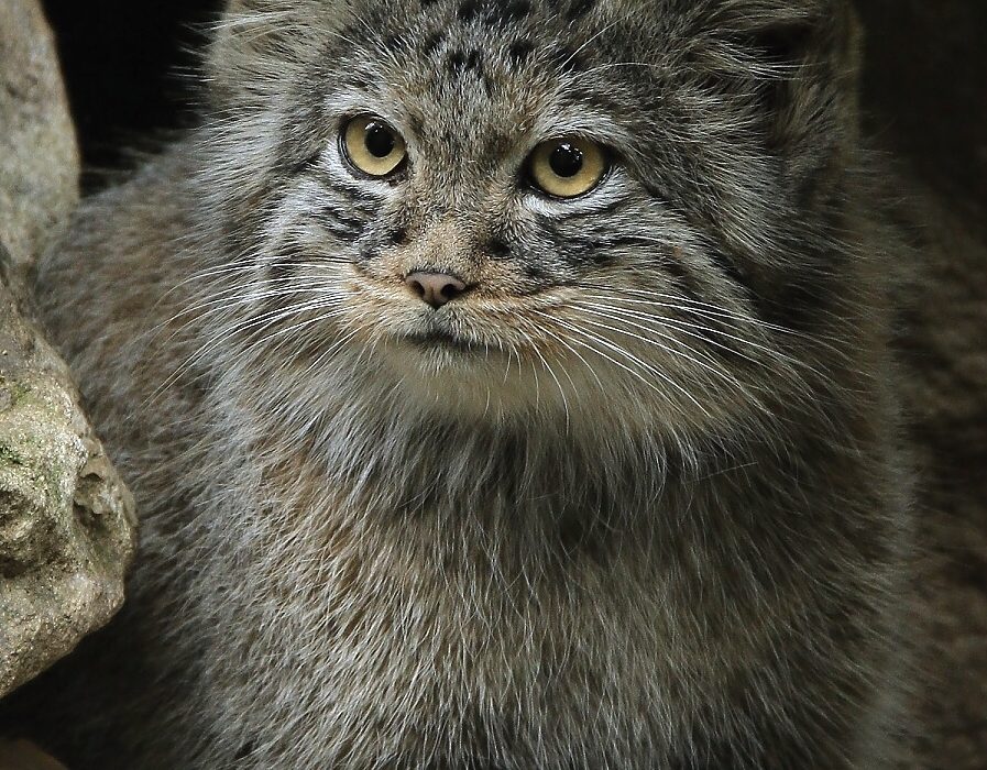 Manul