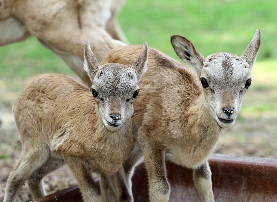 Urial kaspický – mláďata