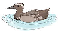 icon_ptaci