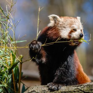 Panda červená
