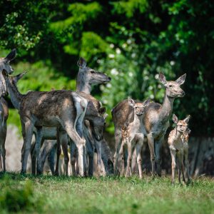 Jelen bucharský – laně s kolouchy