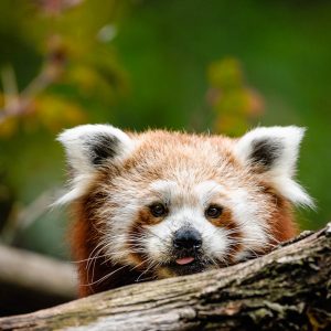 Panda červená