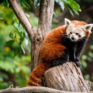 Panda červená