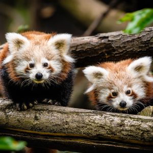 Panda červená – mláďata