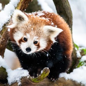 Panda červená – mládě