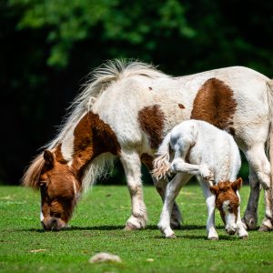 Pony shetlandský