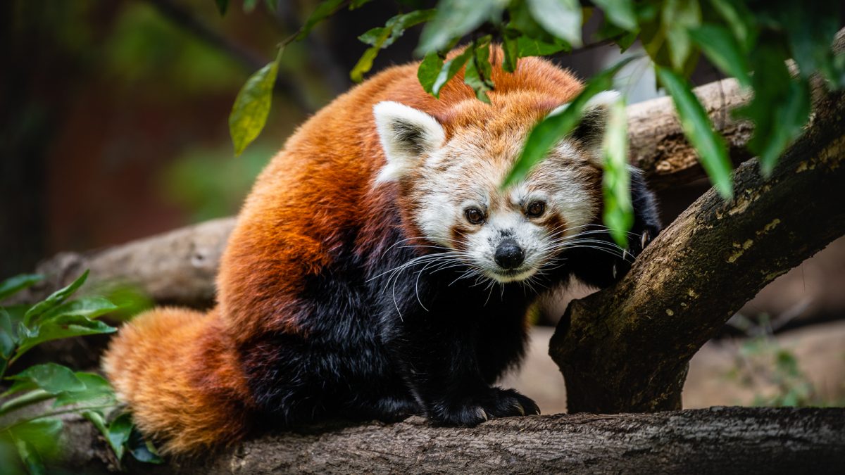 Panda červená