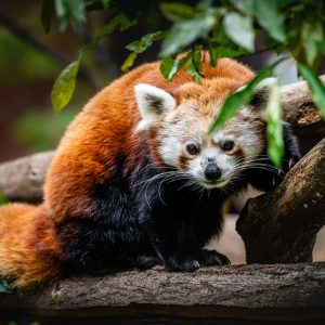 Panda červená