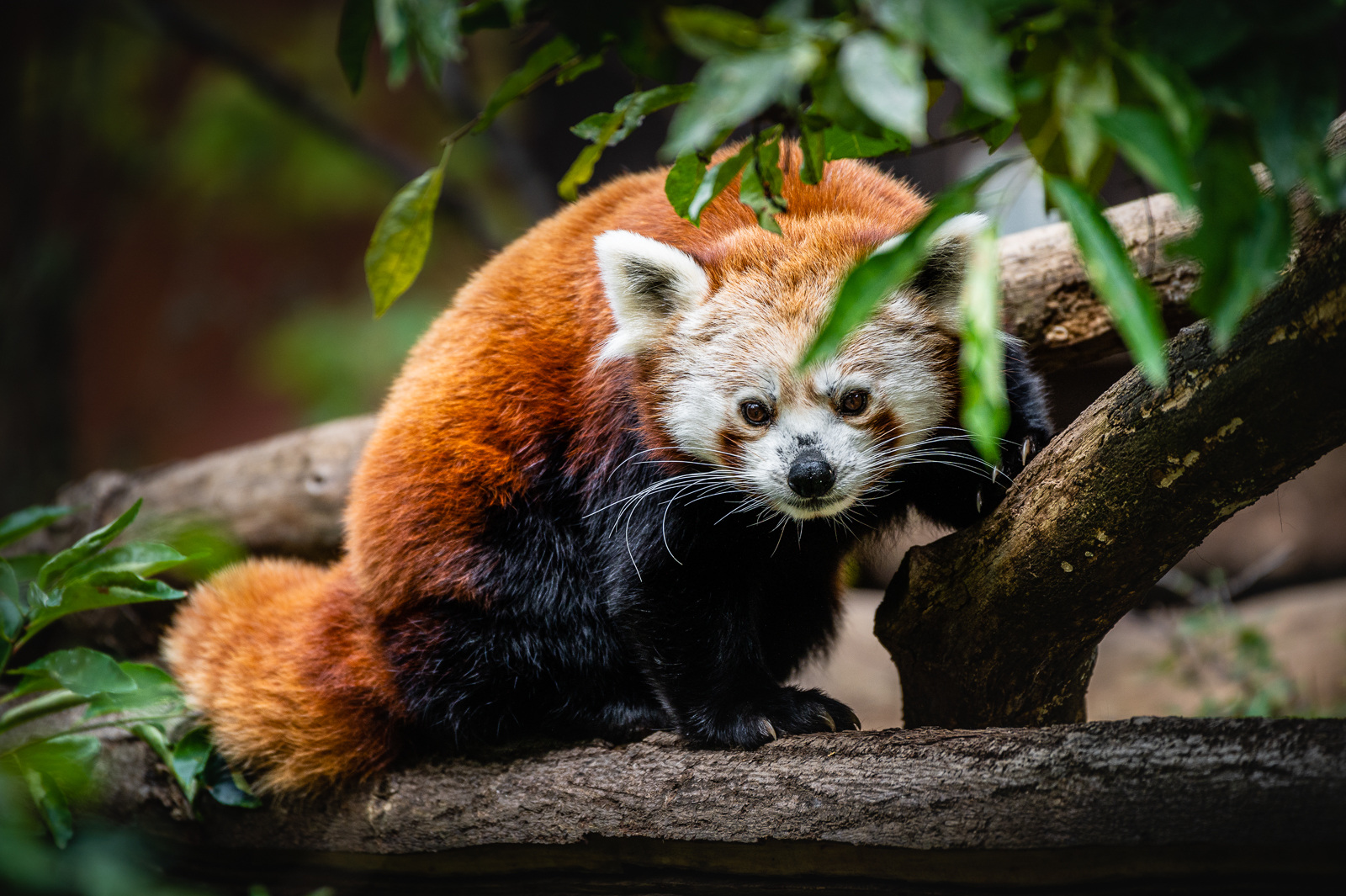 Panda červená