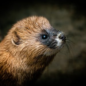 Kolonok