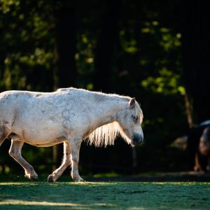 Pony shetlandský