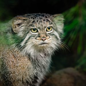Manul