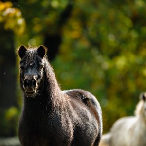 Pony shetlandský