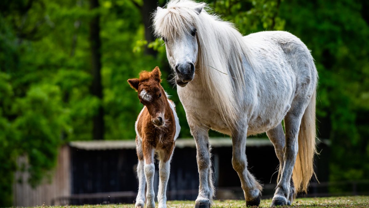 Pony shetlandský