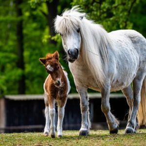 Pony shetlandský