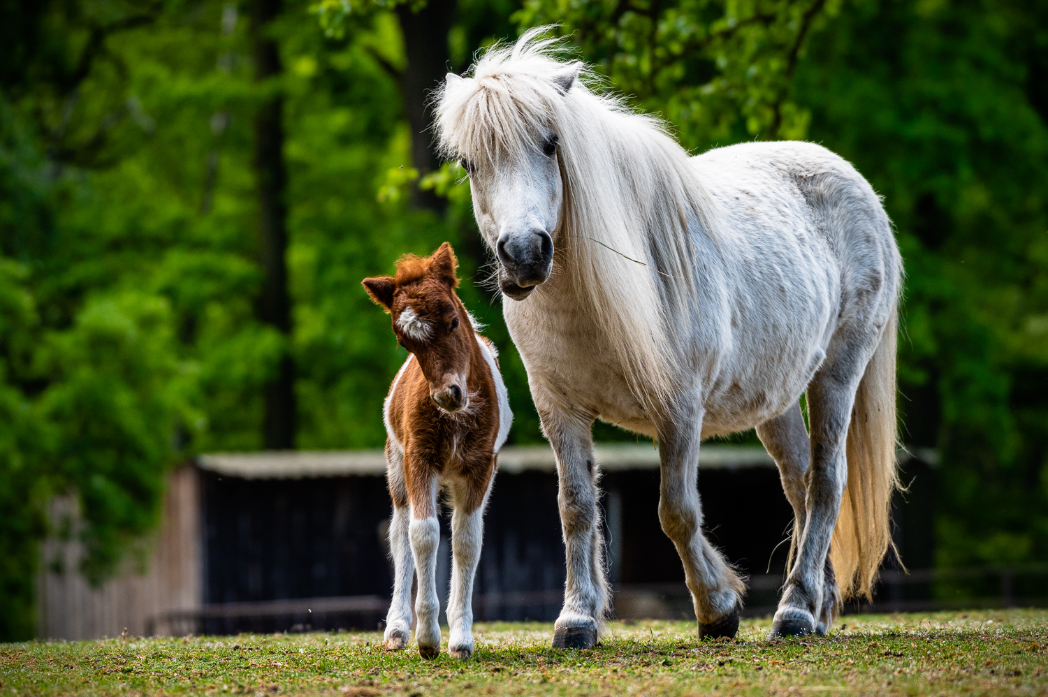 Pony shetlandský