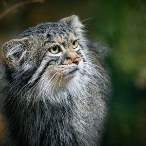 Manul
