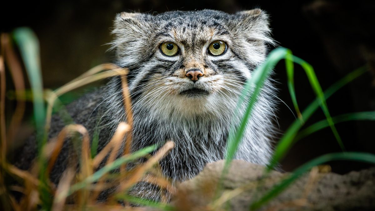 Manul