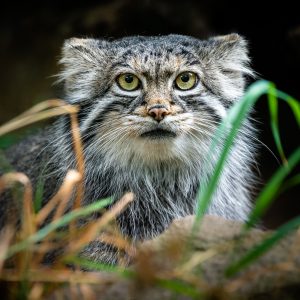 Manul