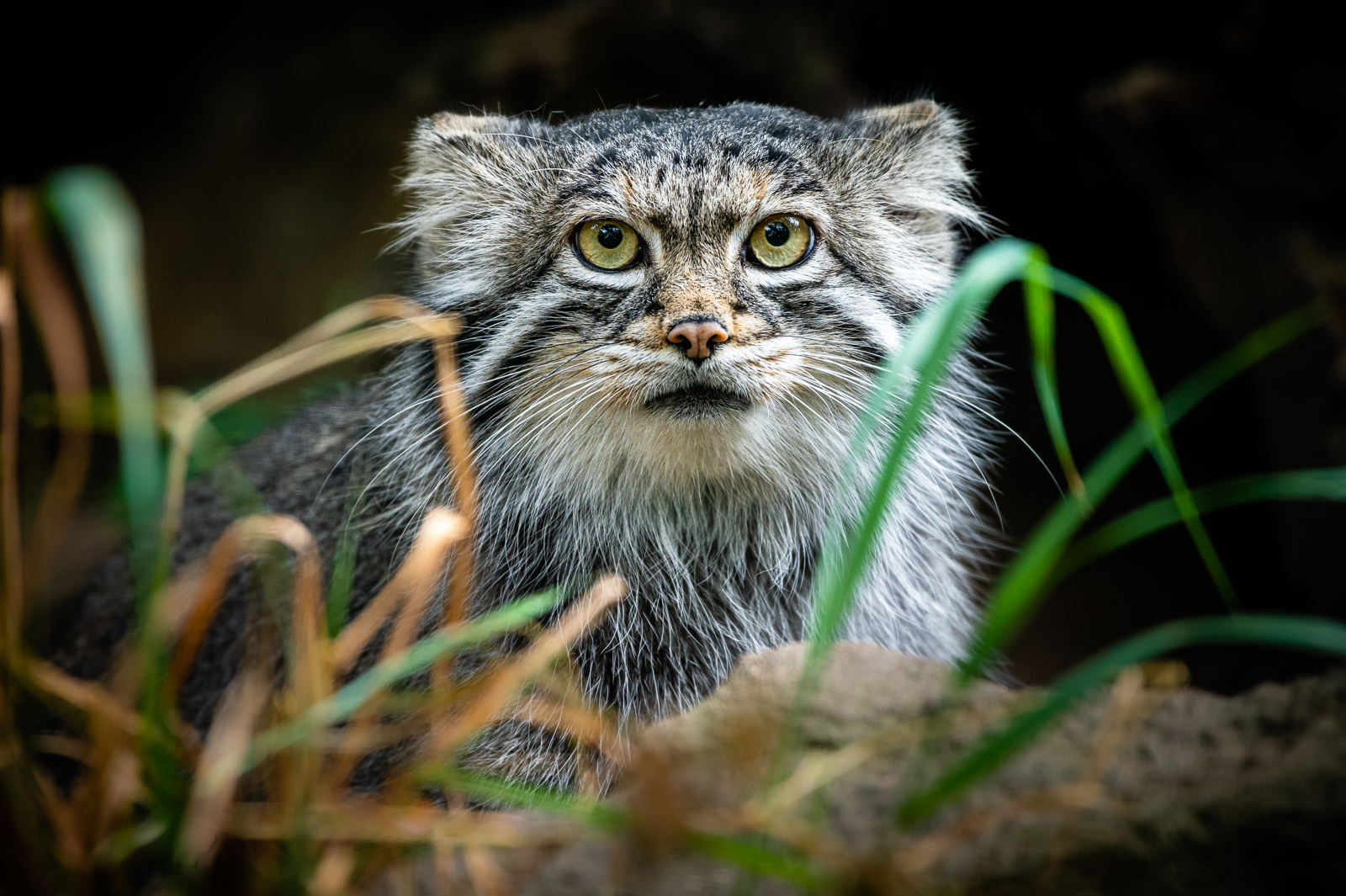 Manul