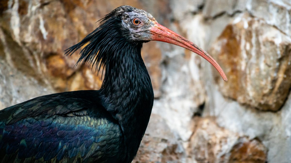Ibis skalní