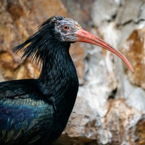 Ibis skalní