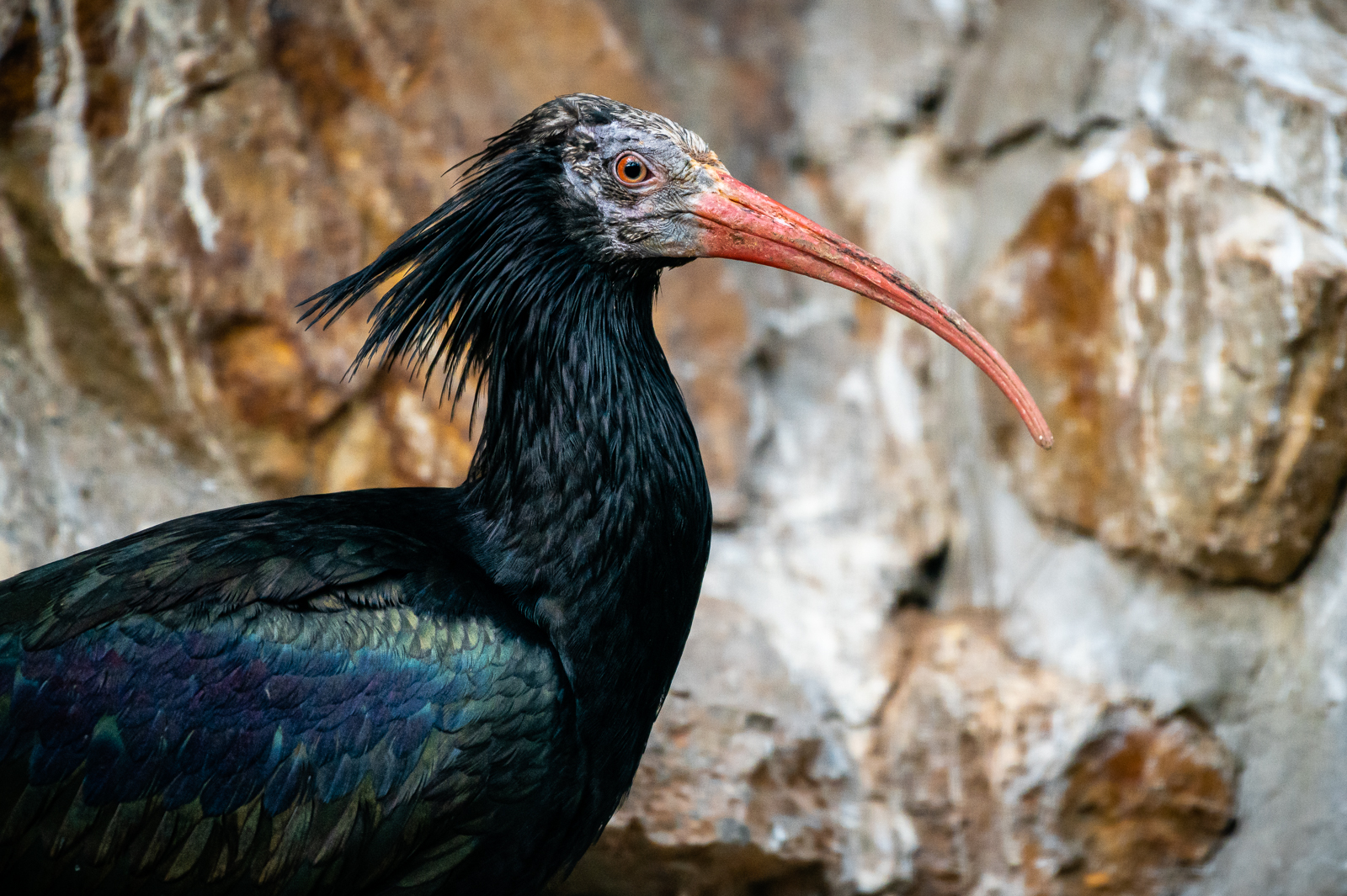 Ibis skalní