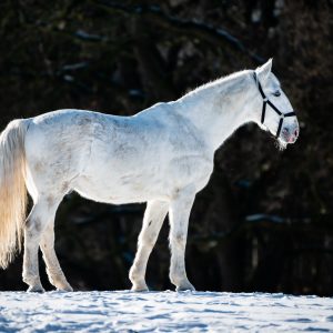 Starokladrubský kůň