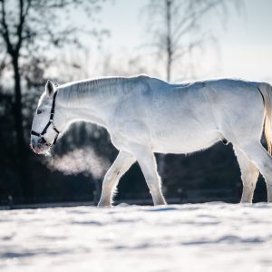 Starokladrubský kůň
