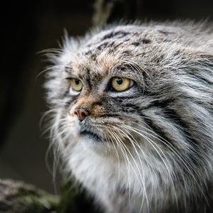 Manul