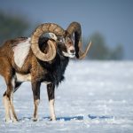 Muflon