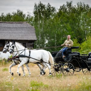 Kočár tažený párem starokladrubských koní