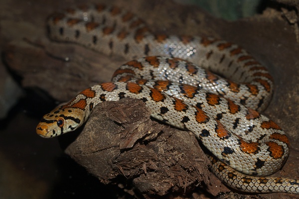 Užovka leopardí
