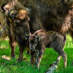 Mládě zubra evropského s matkou Pomelou