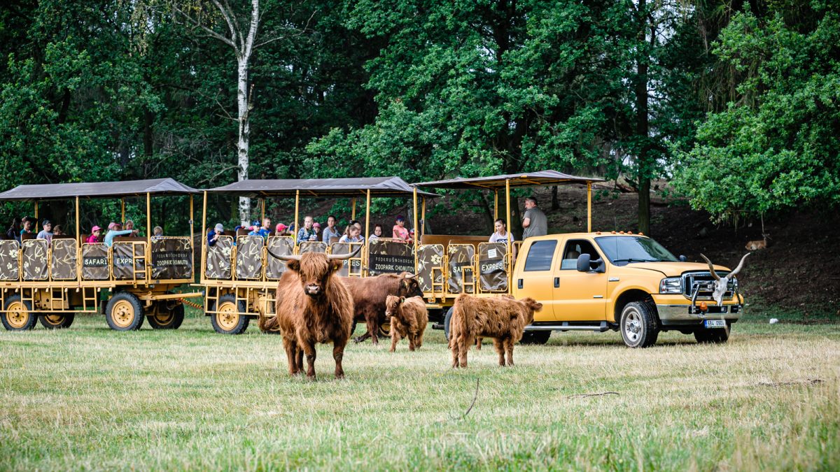 Safari expres