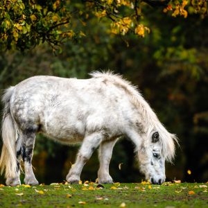 Pony shetlandský