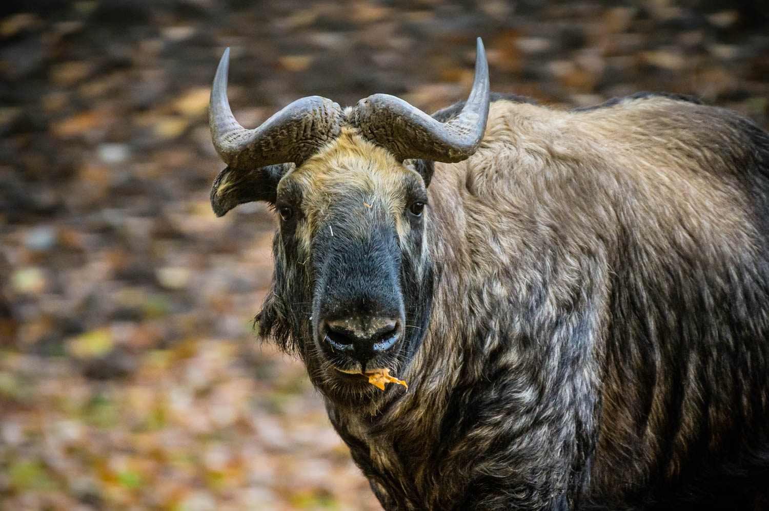 Takin indický