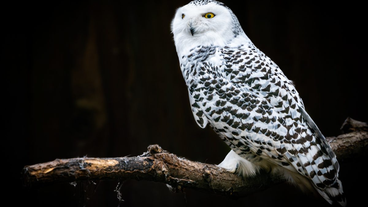 Sovice sněžní ♀