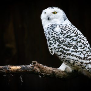 Sovice sněžní ♀