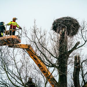 Kontrola čapího hnízda u Kamenného rybníka Kontrola čapího hnízda u Kamenného rybníka