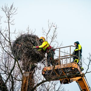 Kontrola čapího hnízda u Kamenného rybníka Kontrola čapího hnízda u Kamenného rybníka